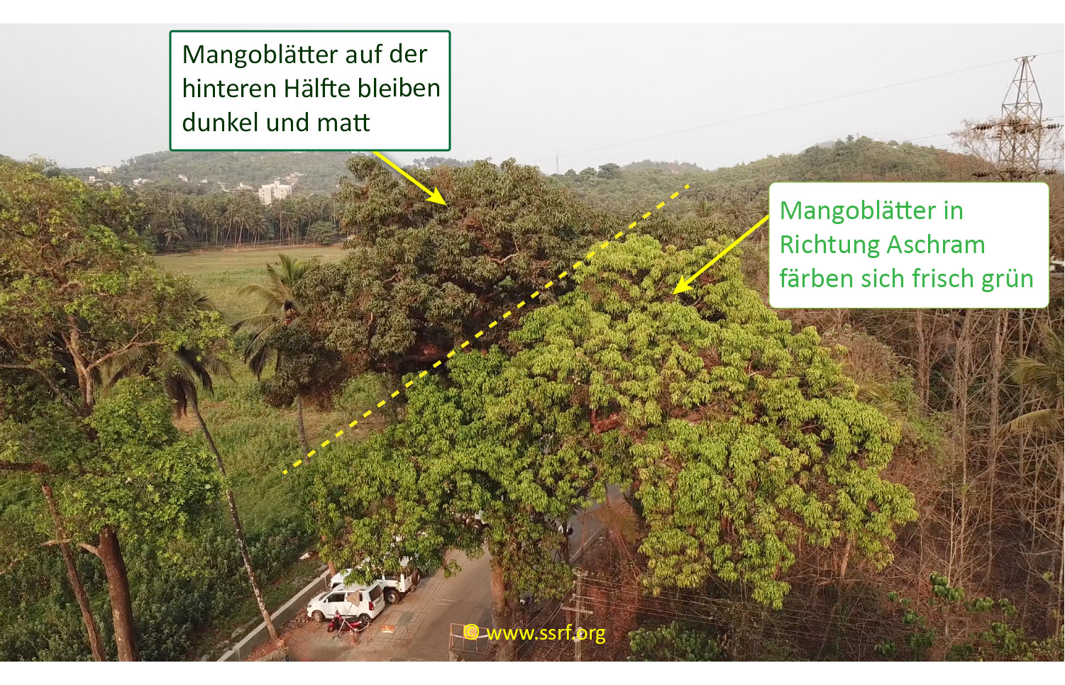 Unterschiedliche Blätterfarben eines Mangobaumes