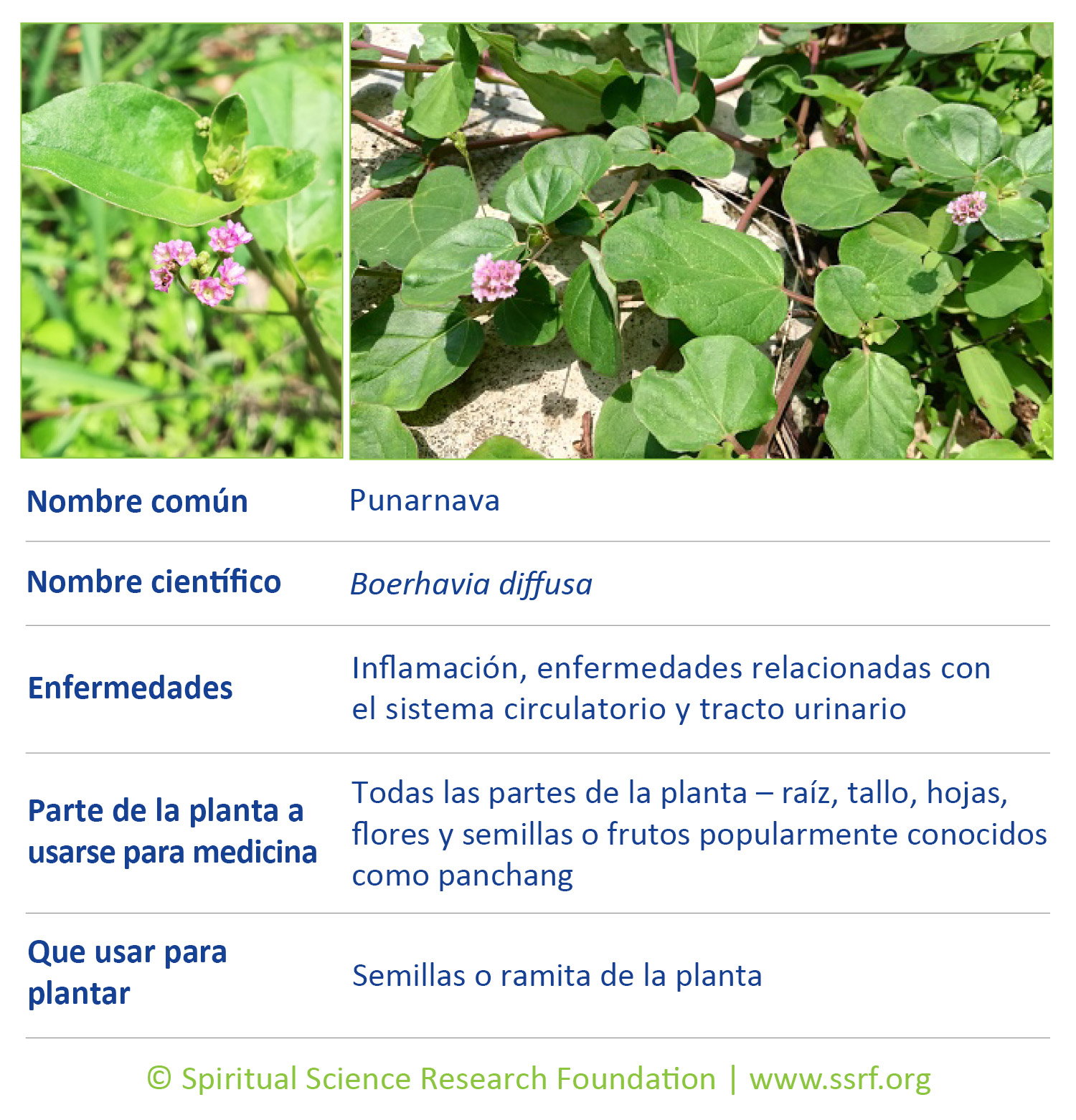 10_SPA-small-plants