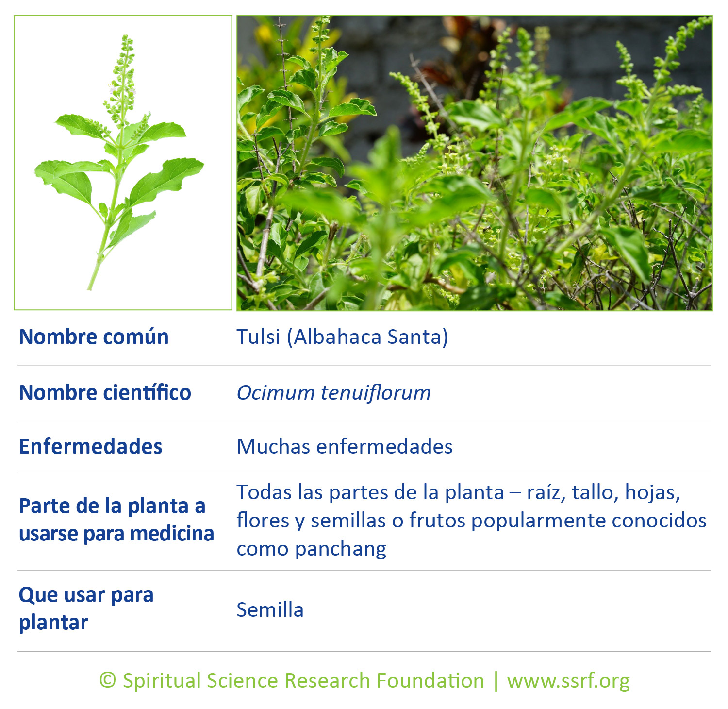 1_SPA_herbs