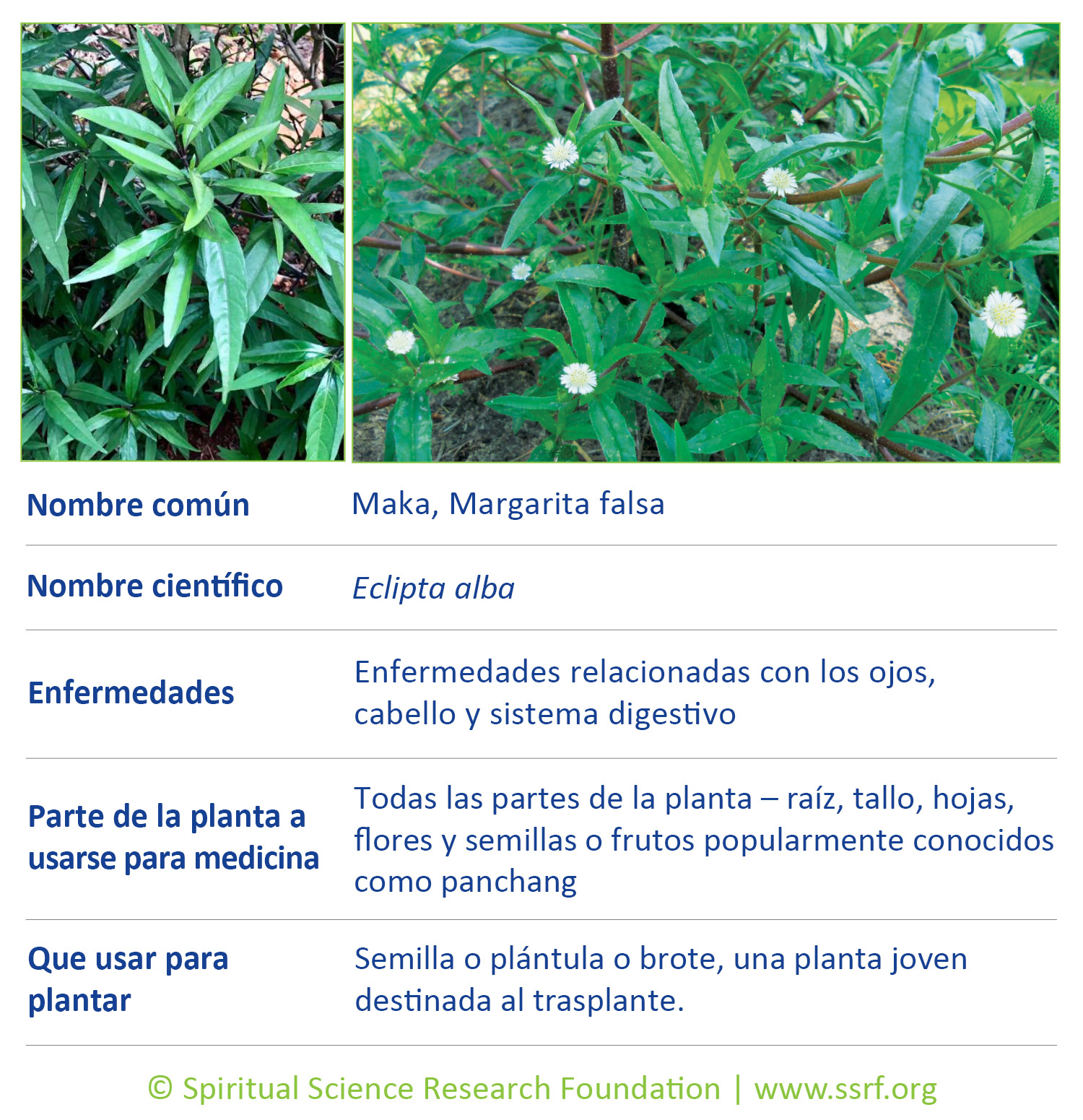 8_SPA_herbs