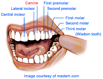 7_Canine-teeth-non-veg