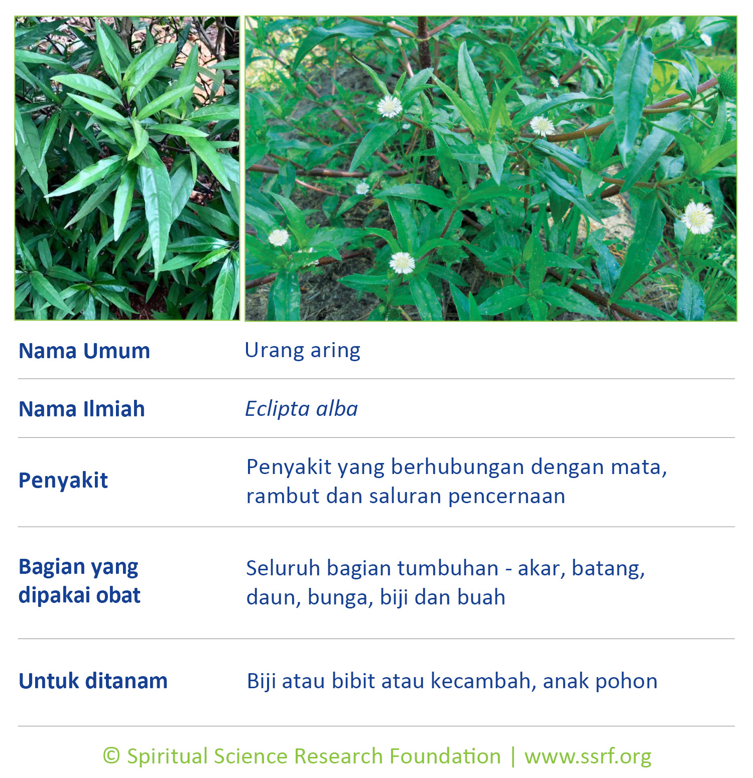8-IND-herbs
