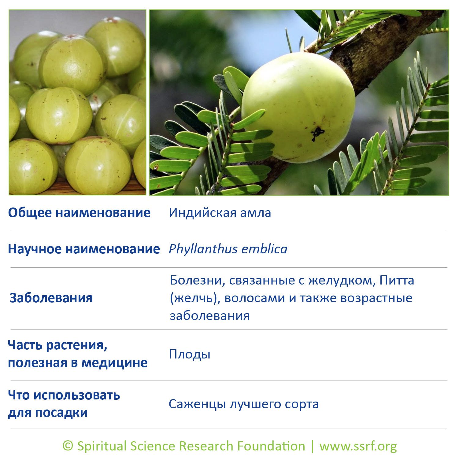 1-RUSS-trees
