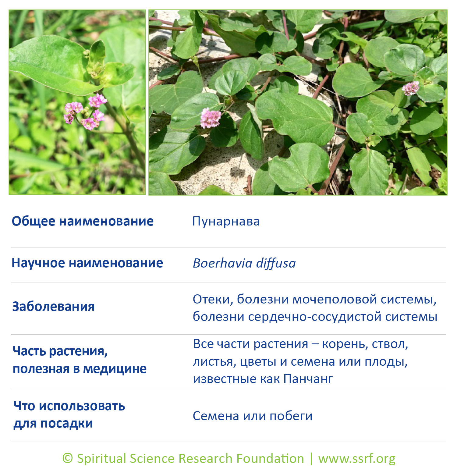 10-RUSS-small-plants
