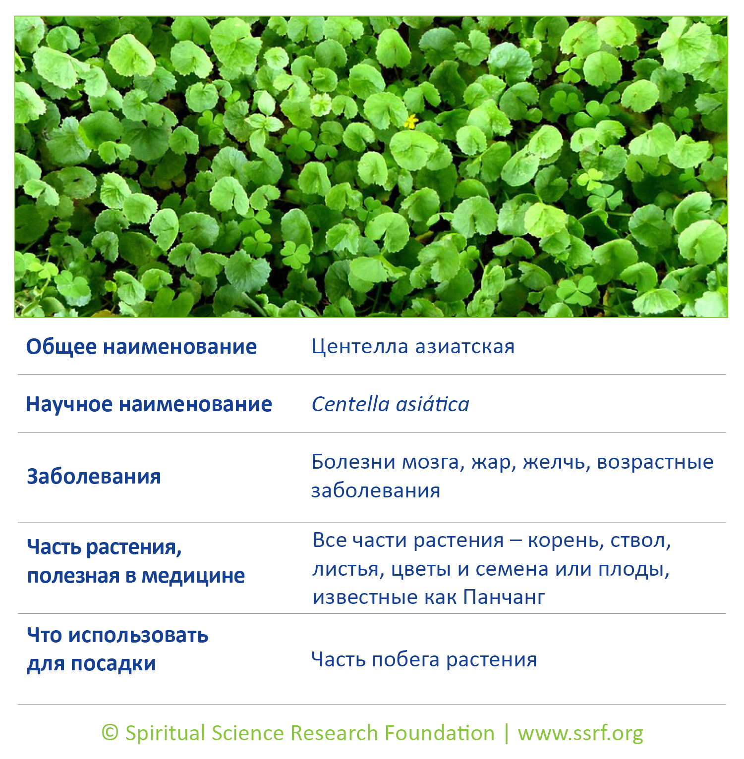 11-RUSS-small-plants