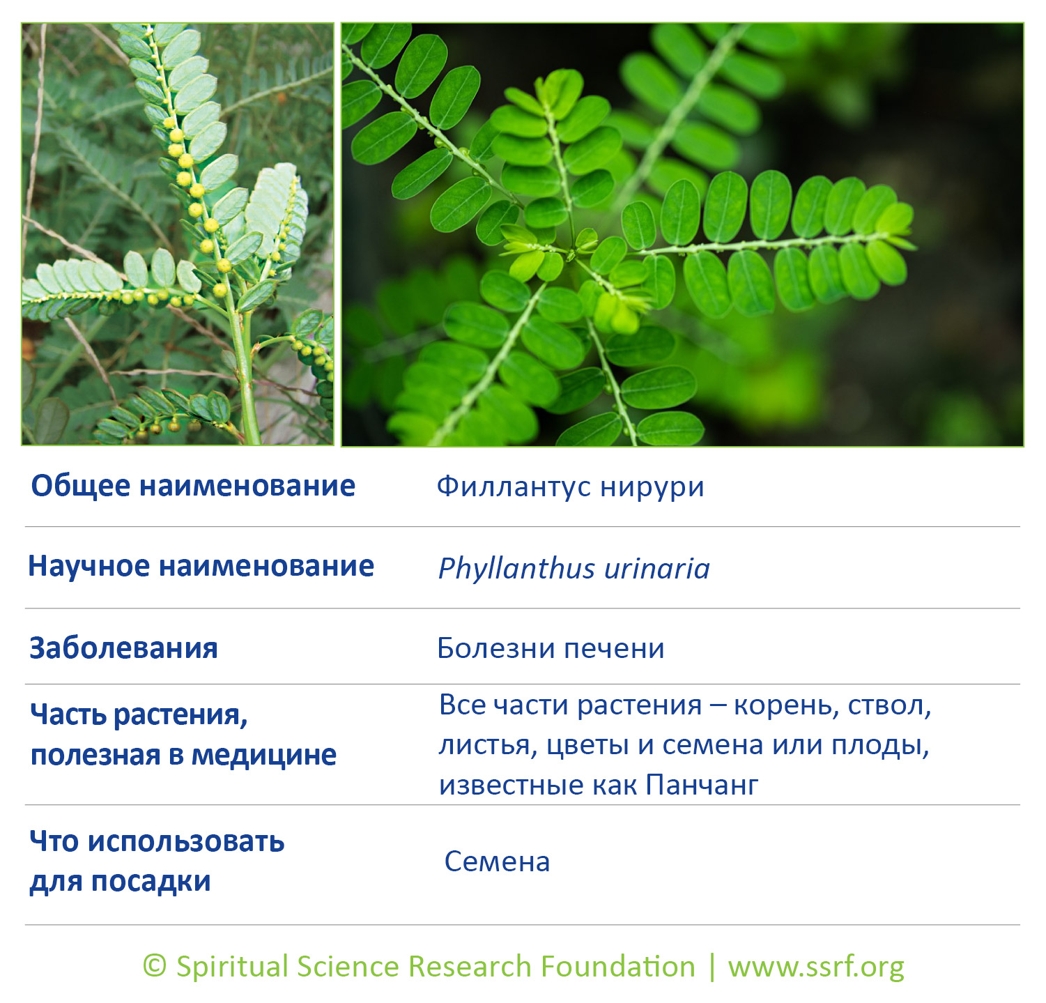 12-RUSS-small-plants