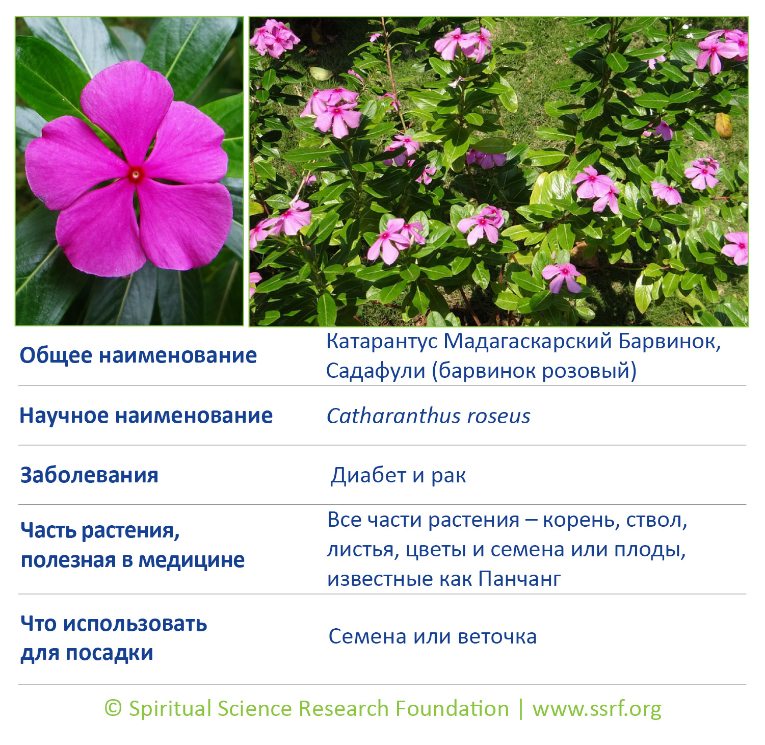 15-RUSS-small-plants