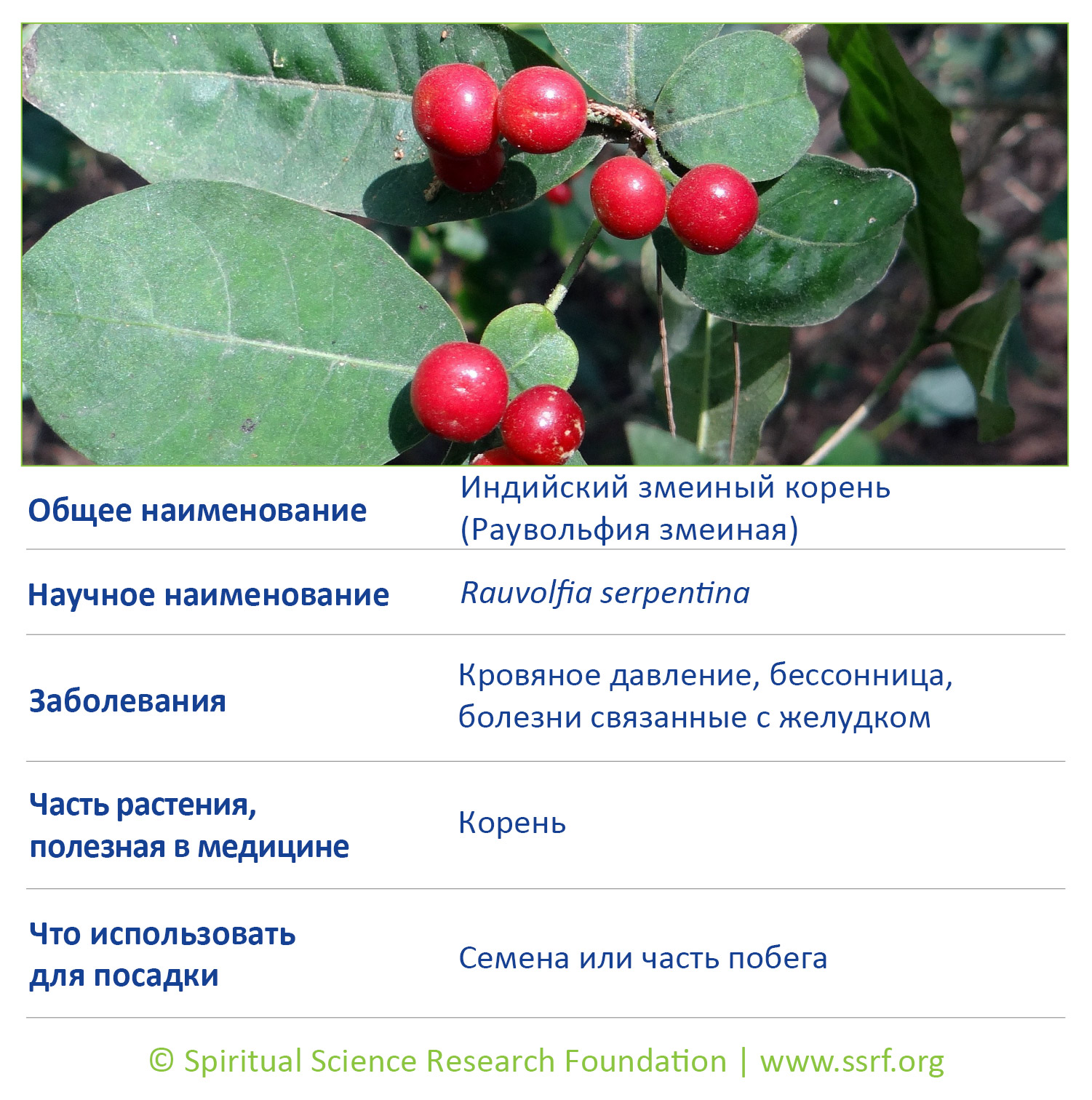 16-RUSS-small-plants