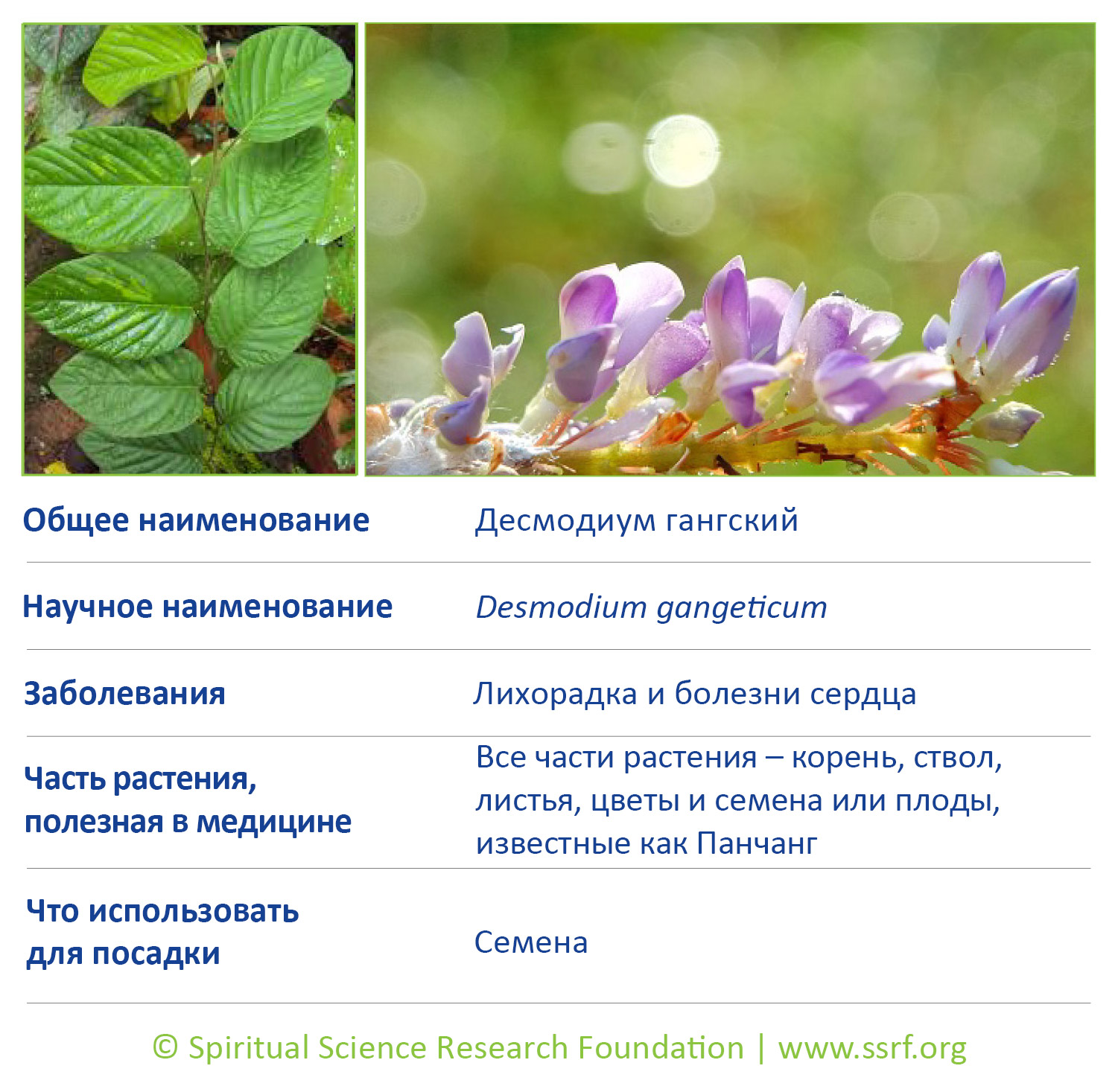 17-RUSS-small-plants