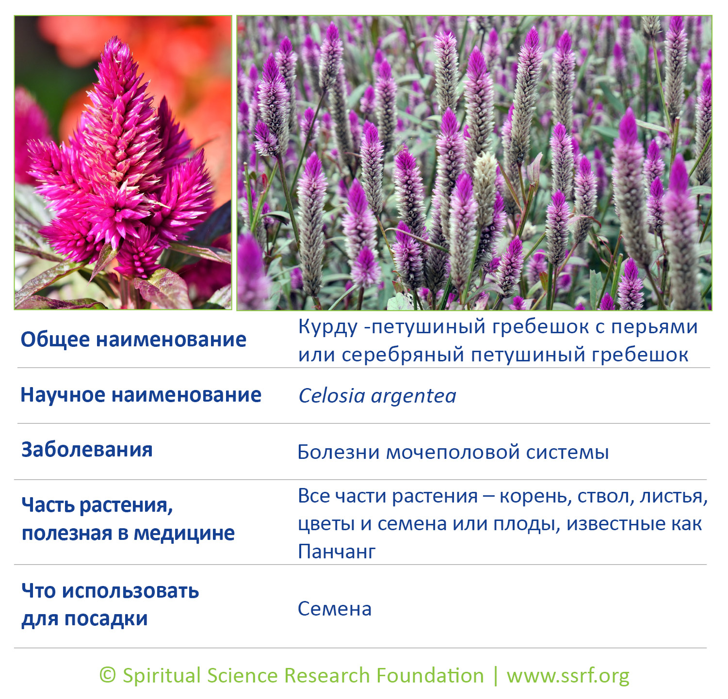 5-RUSS-small-plants