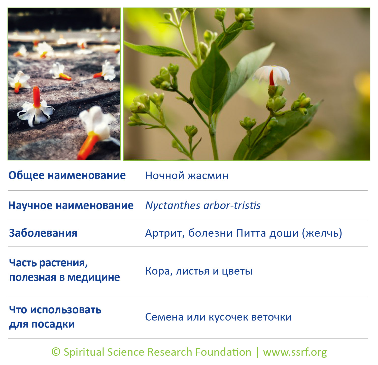 5-RUSS-trees