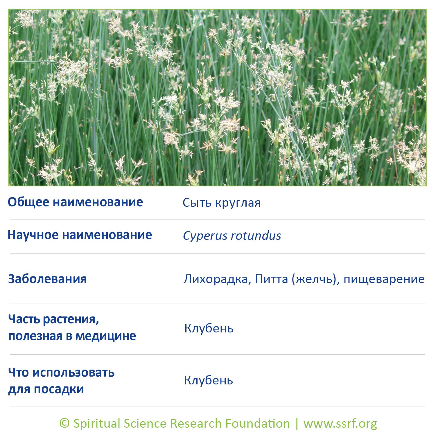 6-RUSS-small-plants