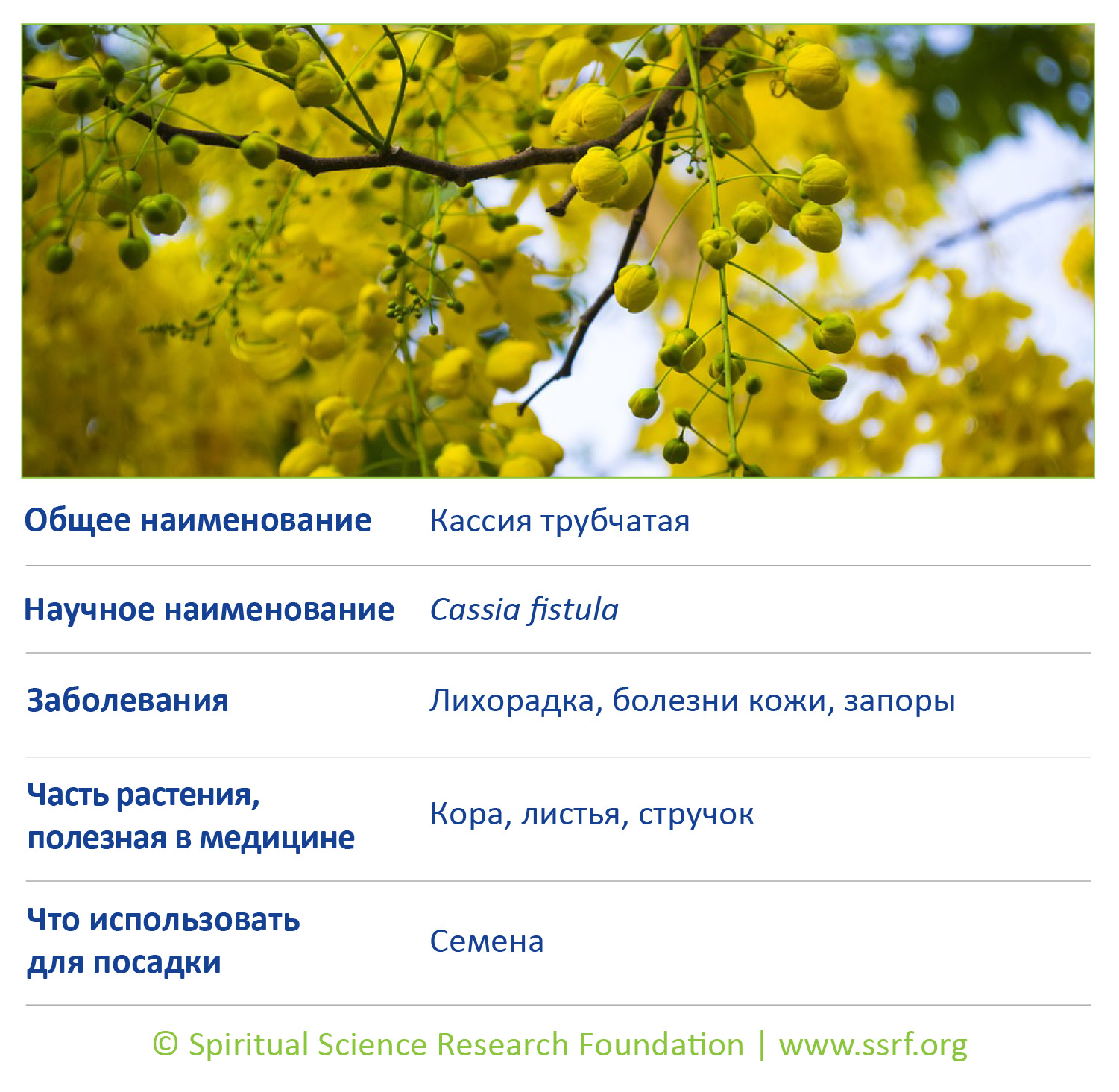 6-RUSS-trees