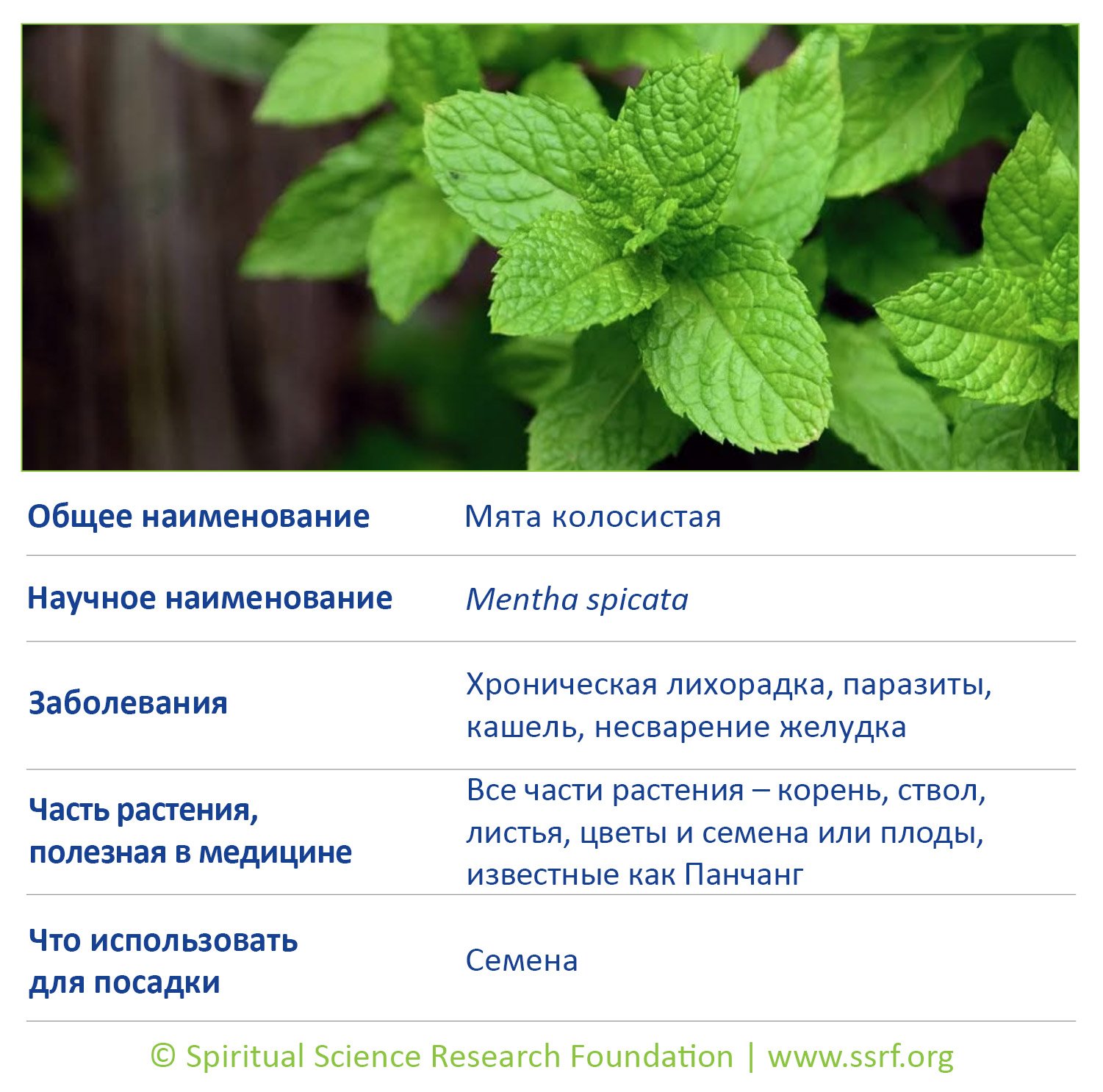 9-RUSS-small-plants