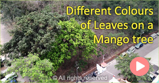 Different Colours of Leaves on a Mango Tree