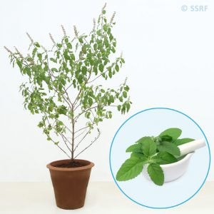 Tulsi leaves as a cure for coronavirus