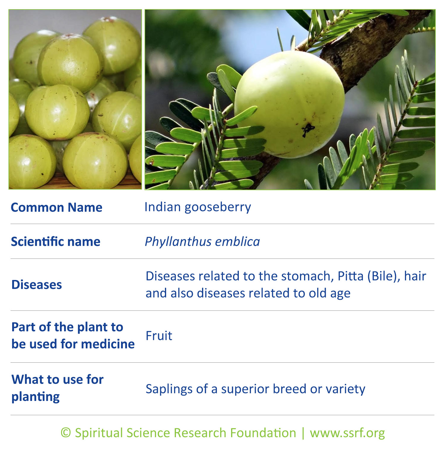 Trees-1-Indian-gooseberry