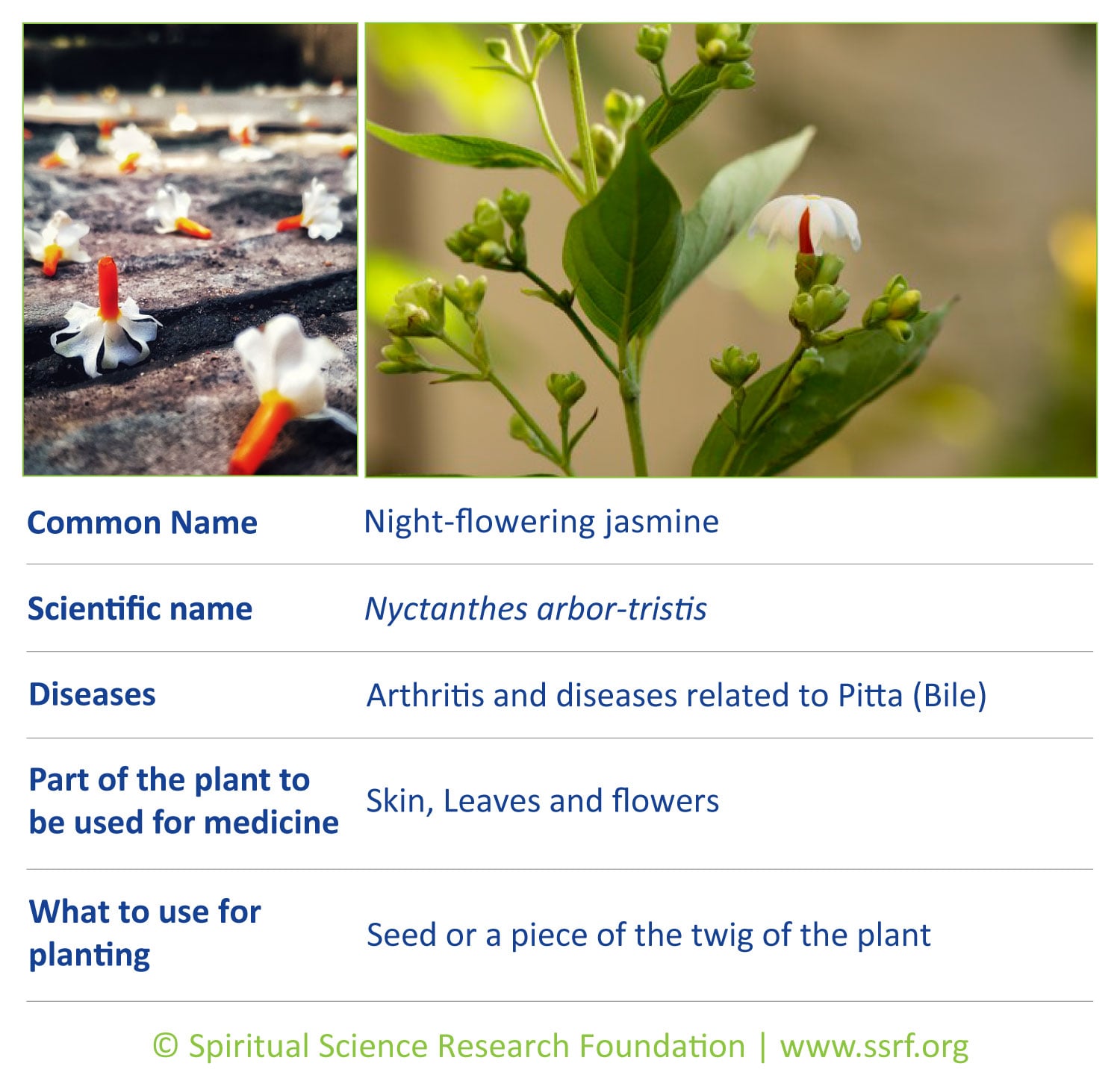 Trees-5-Night-flowering-jasmine