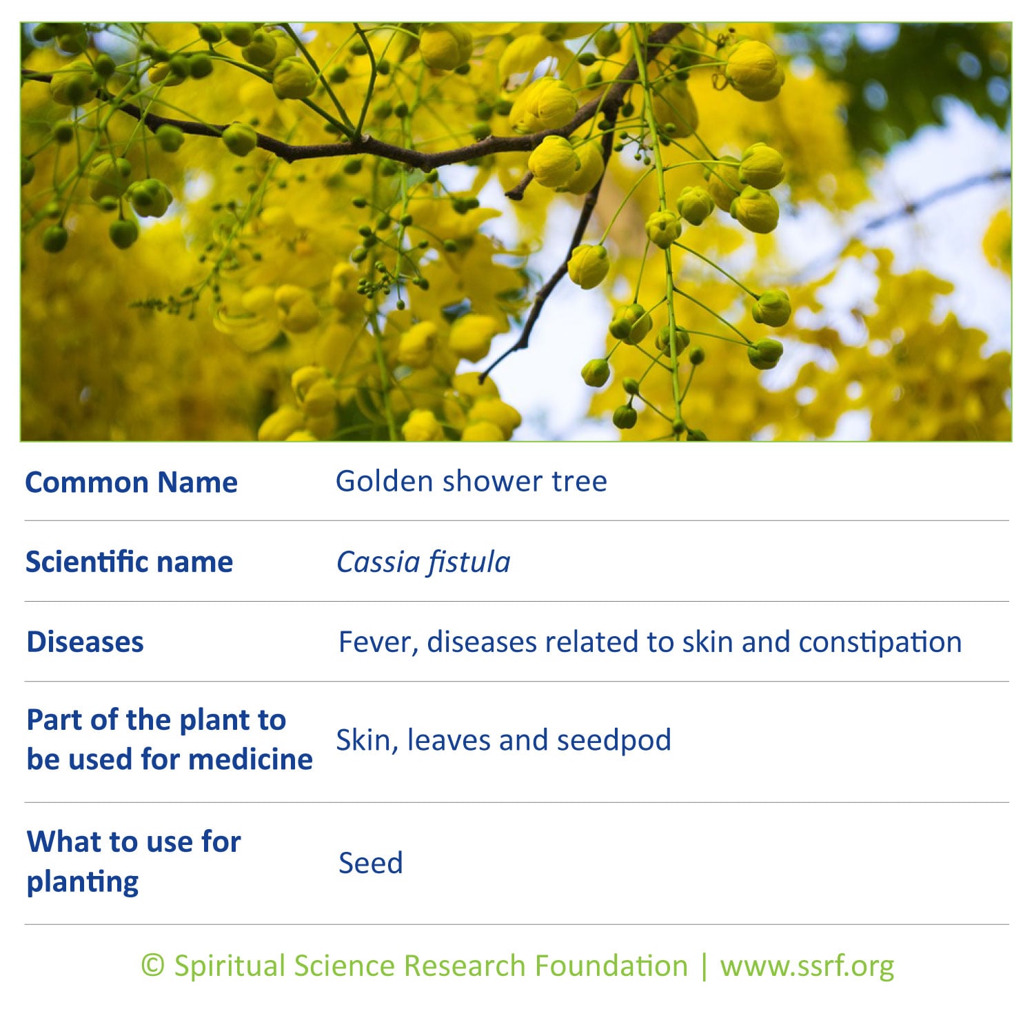 Trees-6-Golden-shower-tree
