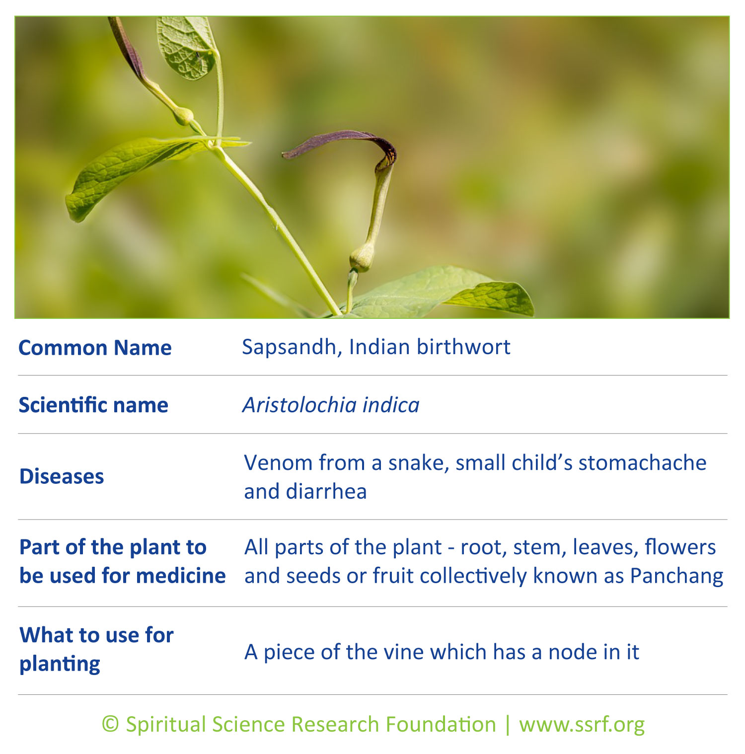 Vines-9-Indian-birthwort