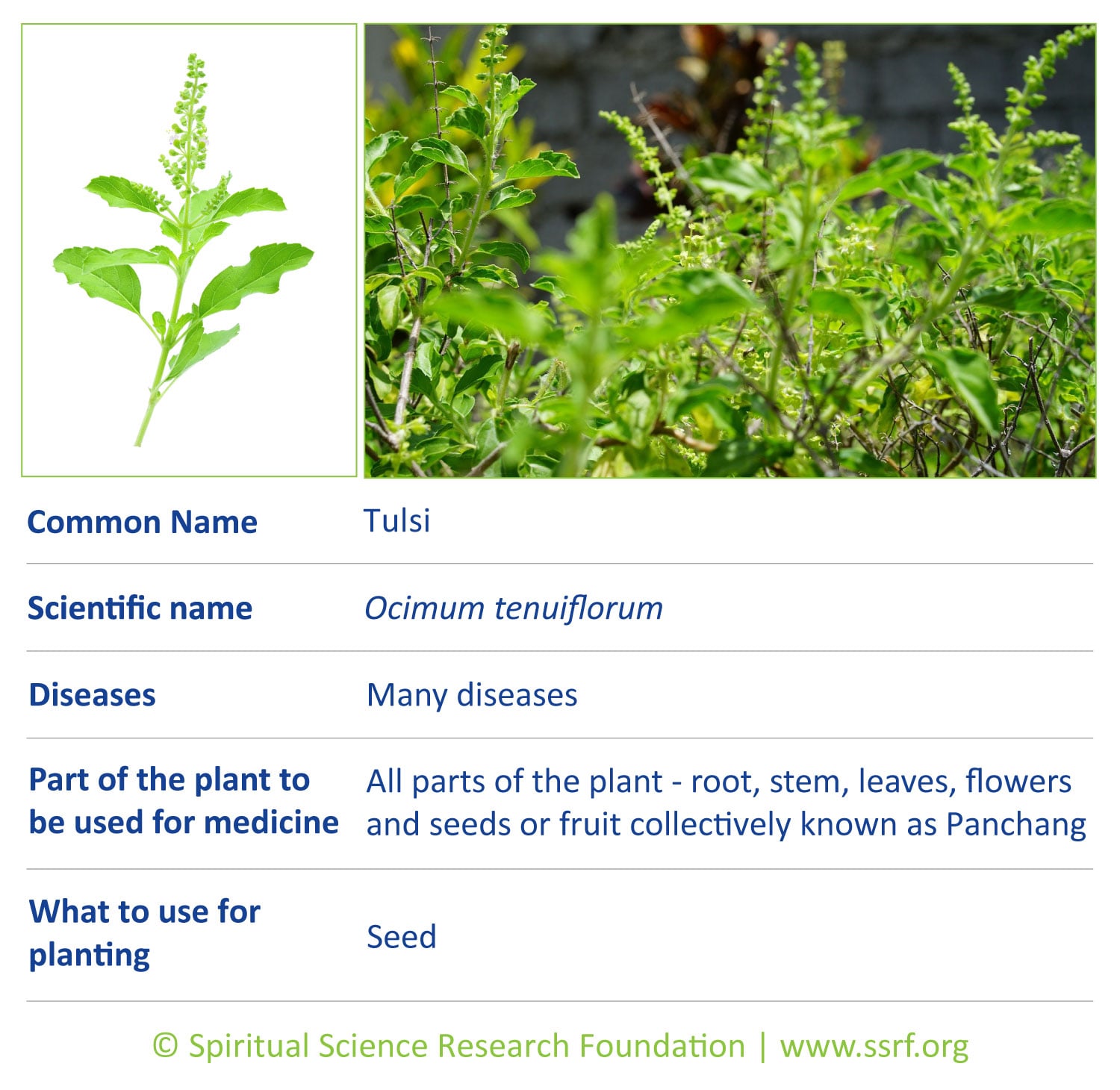herbs-1-Tulsi