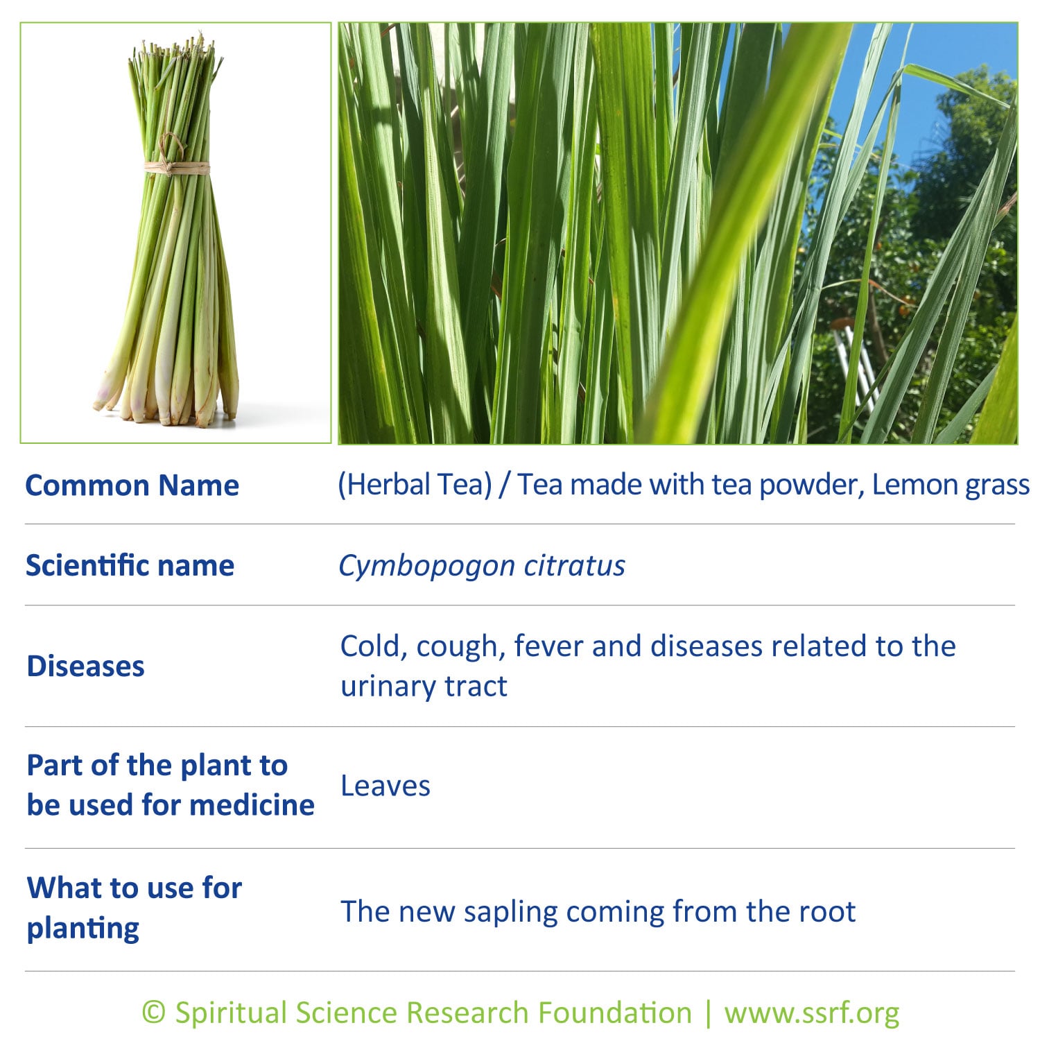 herbs-10-Lemon-grass