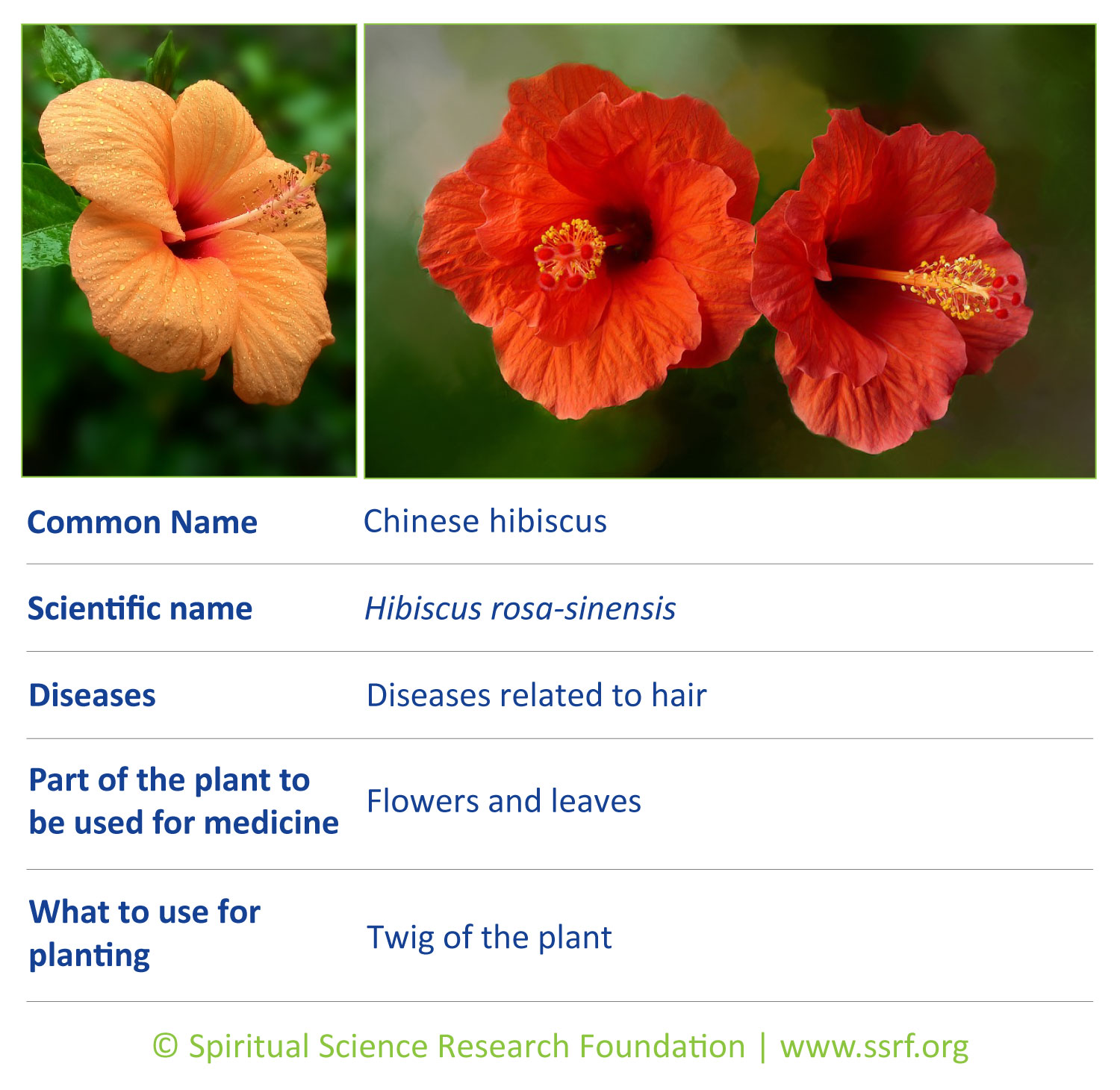 herbs-12-Chinese-hibiscus