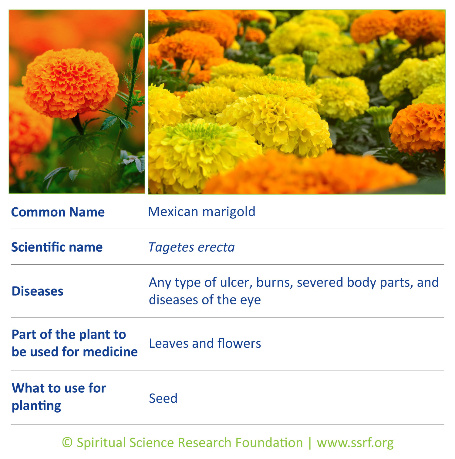 herbs-15-Mexican-marigold