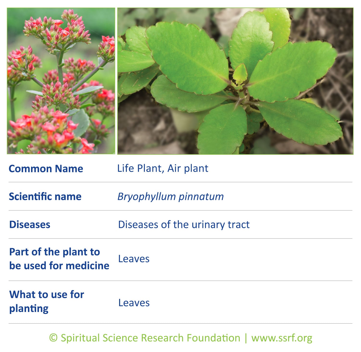 herbs-16-Life-Plant