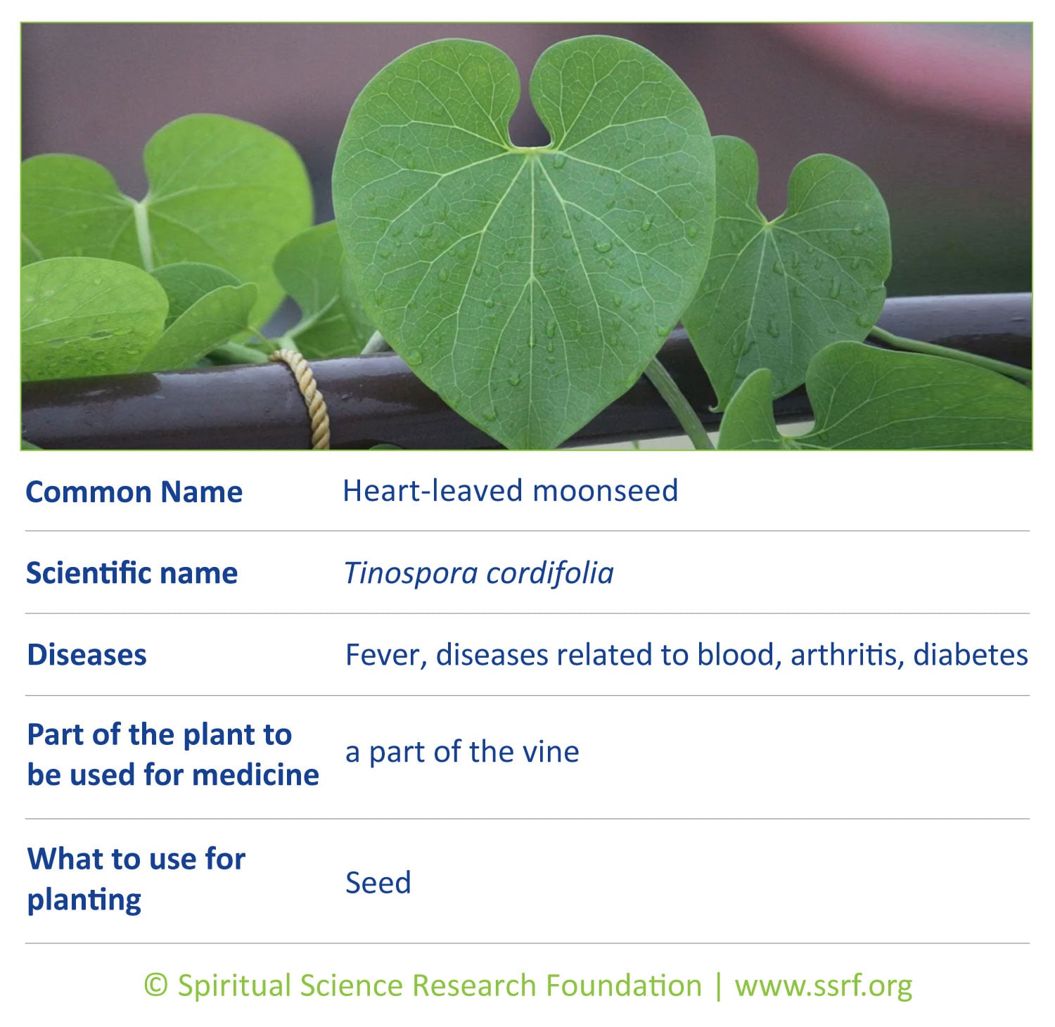 herbs-3-Heart-leaved-moonseed-