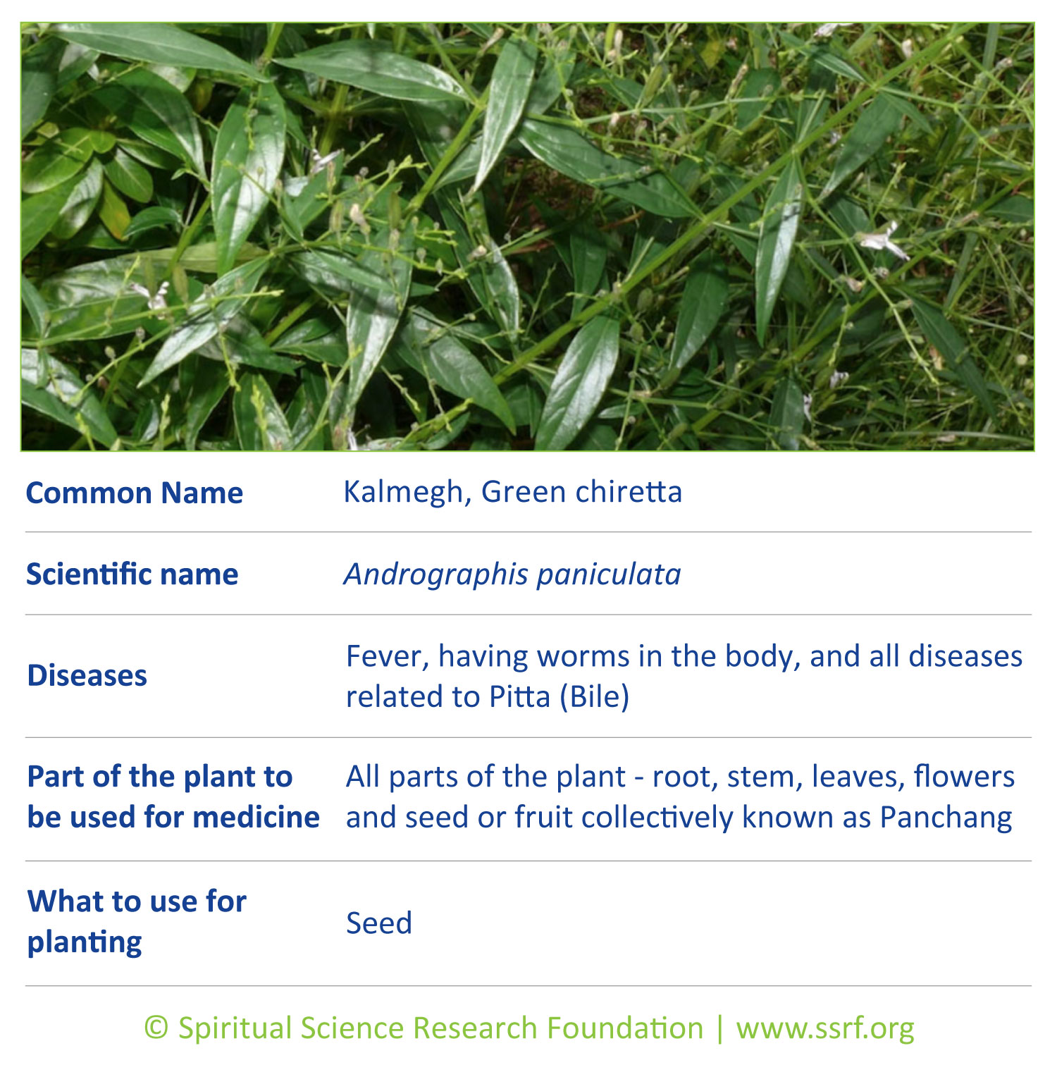 herbs-4-Green-chiretta