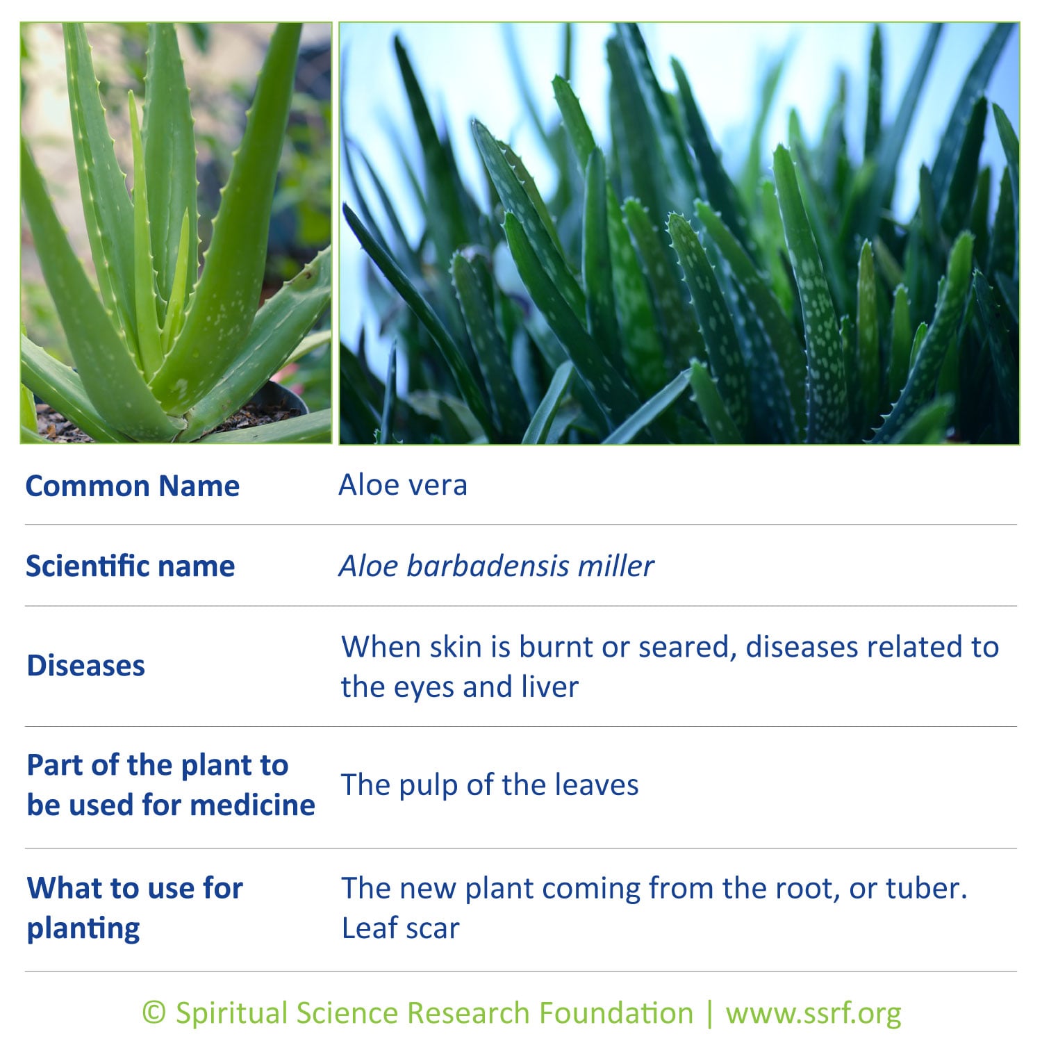 herbs-5-Aloe-vera