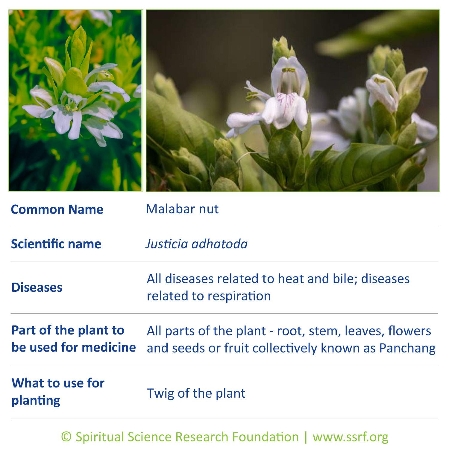 herbs-6-Malabar-nut