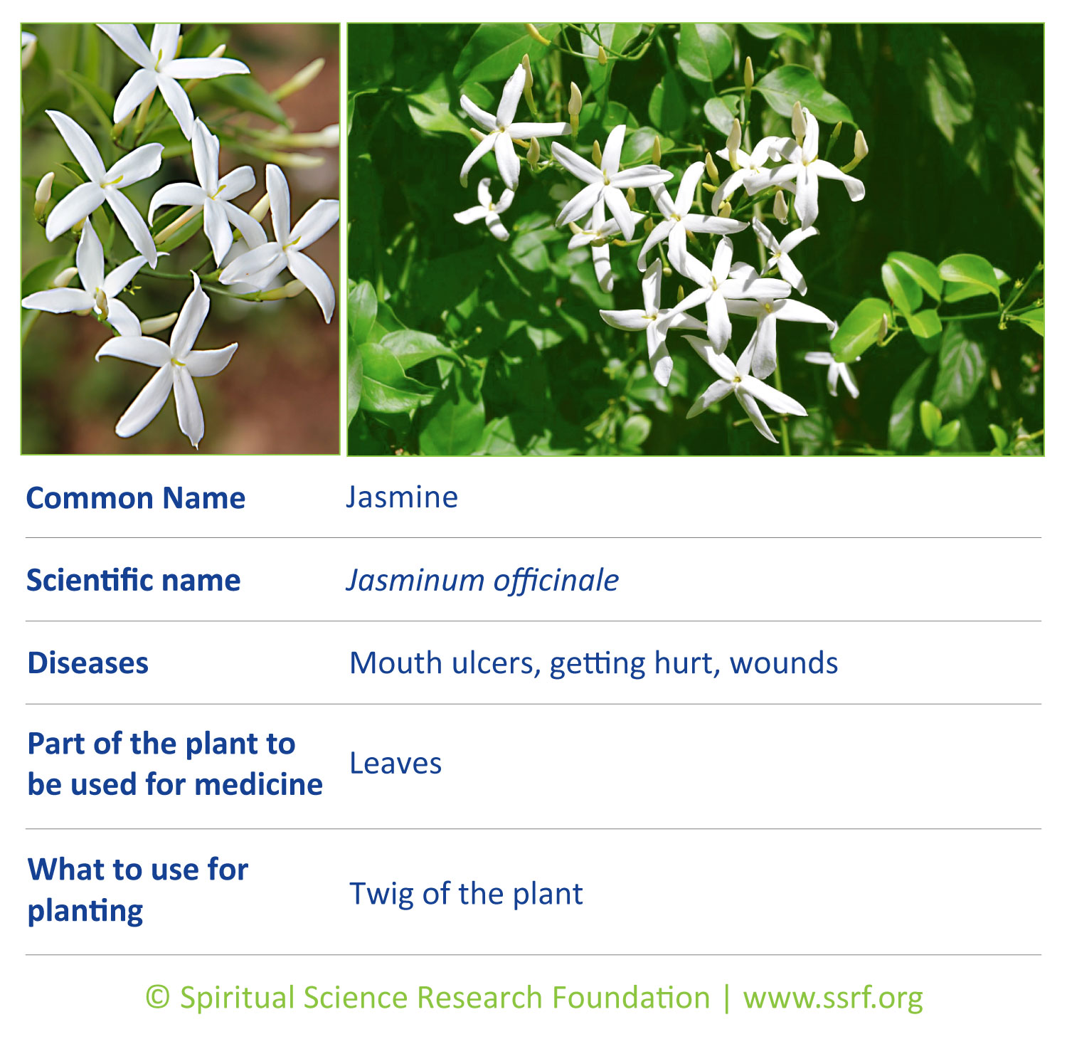 herbs-7-jasmine
