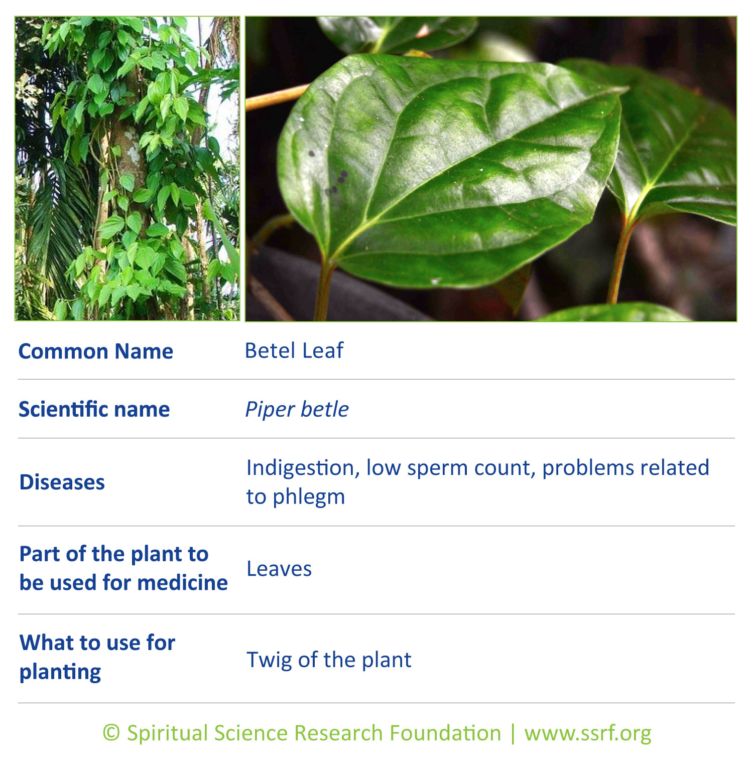 herbs-9-Betel-Leaf