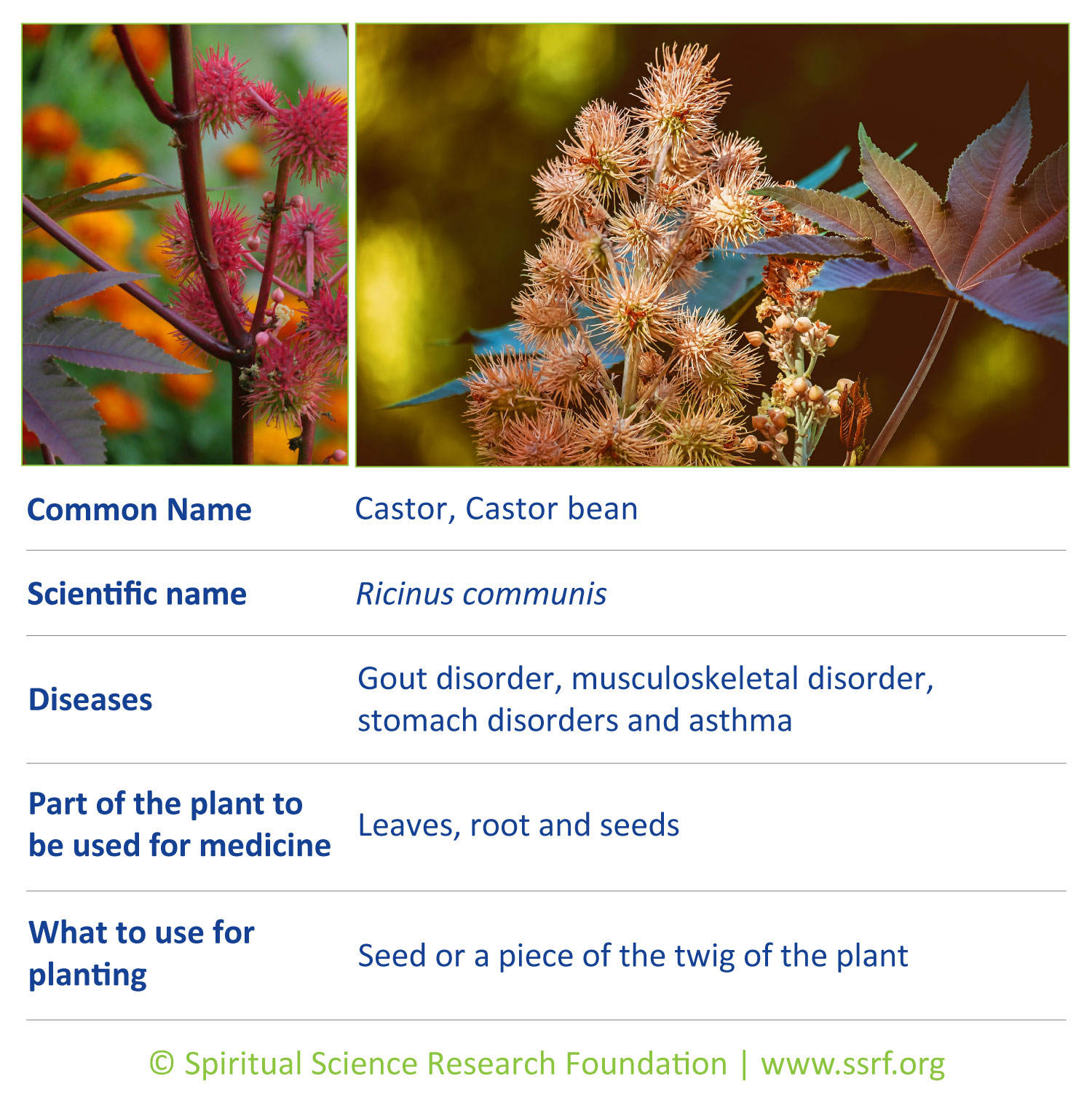 shrubs-1-Castor
