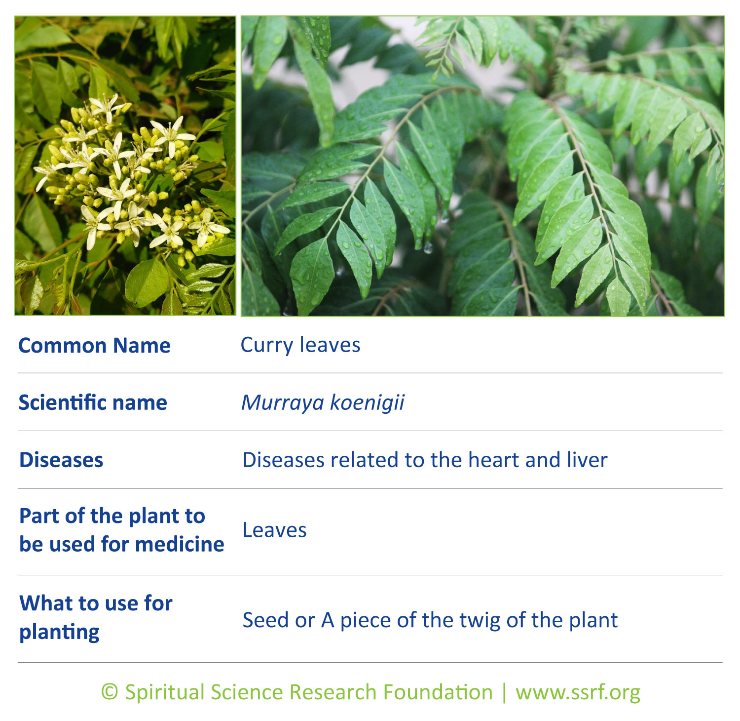 shrubs-2-Curry-leaves