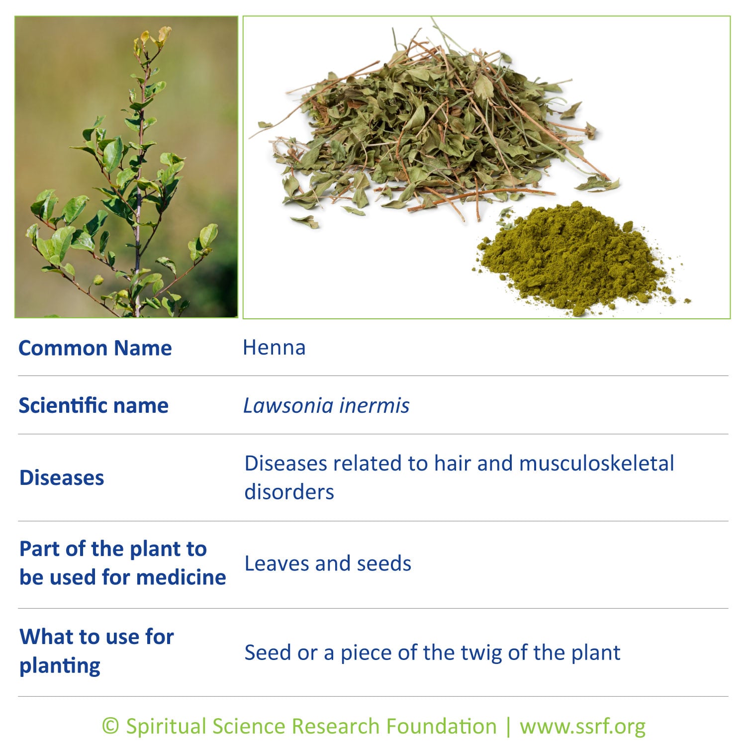 shrubs-3-Henna