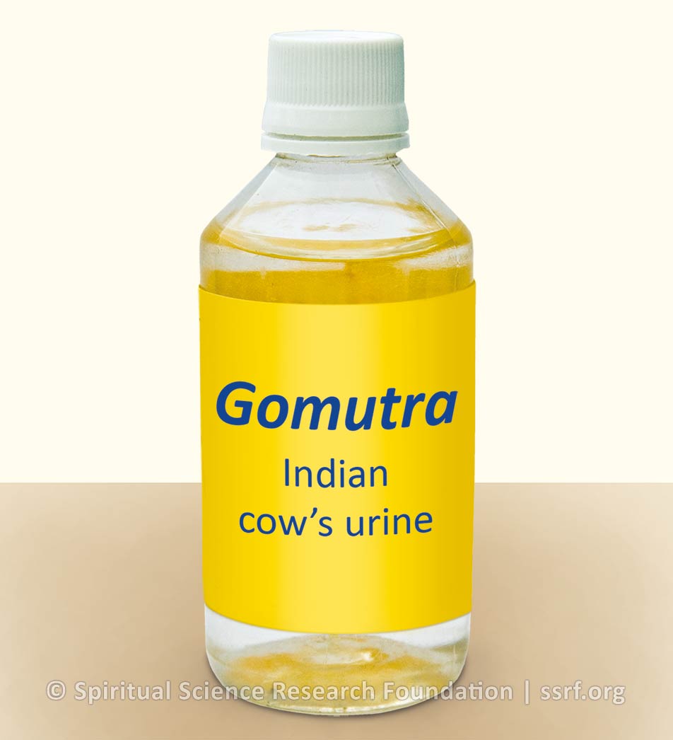 2. Sprinkling Gomutra (Indian cow’s urine) mixed with water