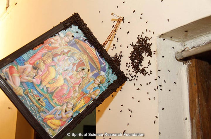 Subtle negative energy attack through insects on Holy items such as Deity’s pictures.