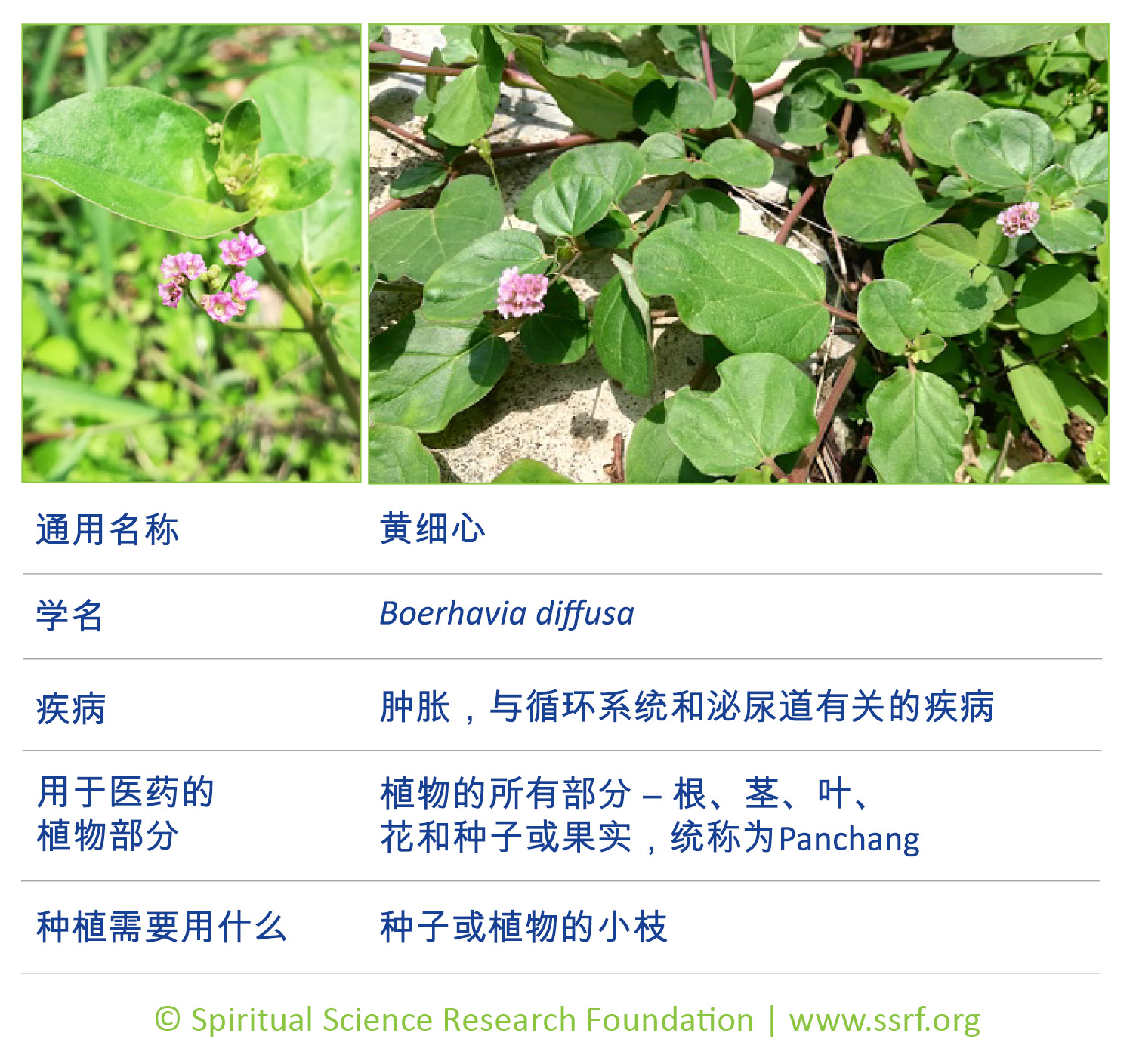 10_CHIN-small-plants