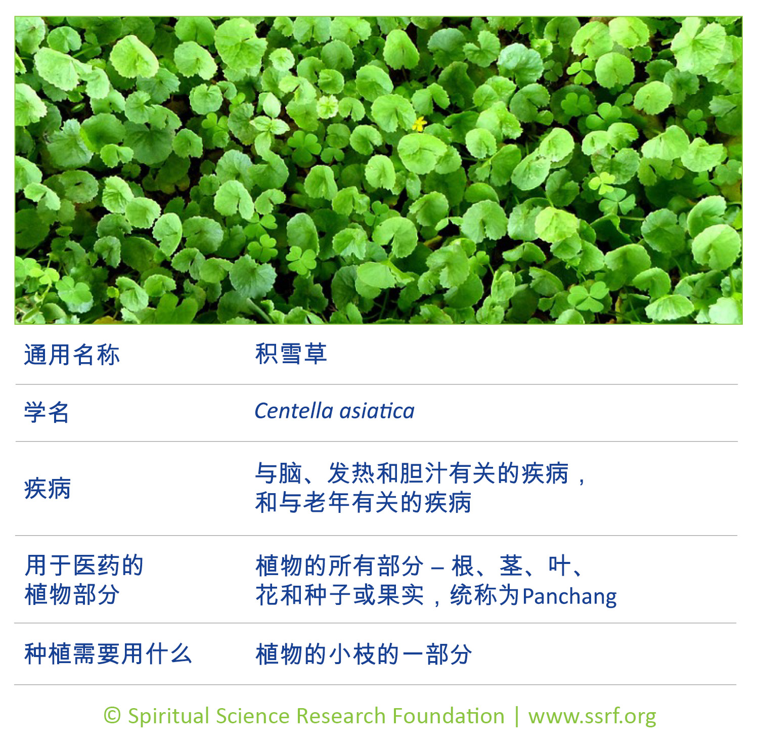 11_CHIN-small-plants