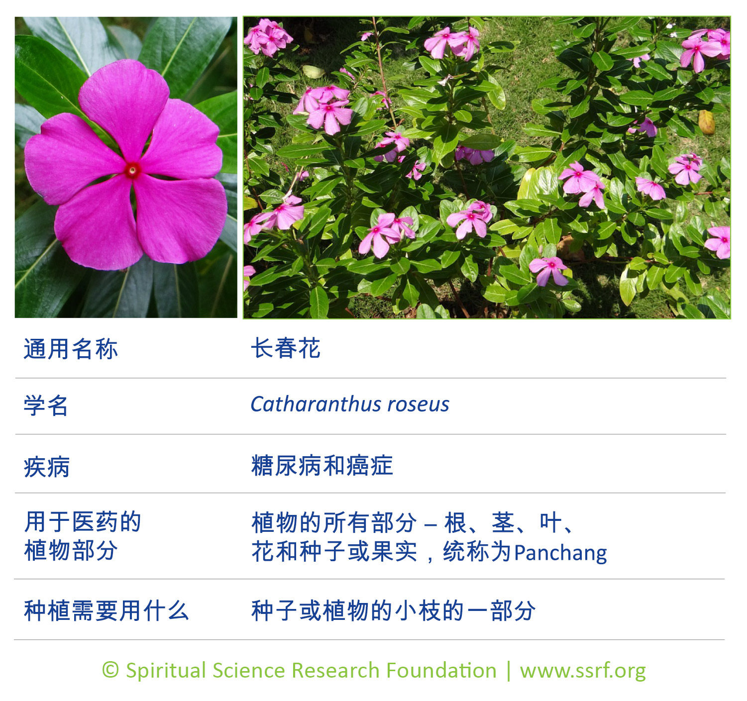 15_CHIN-small-plants